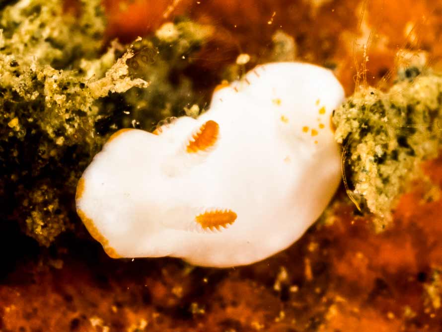 Verconia simplex